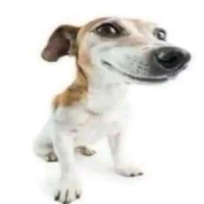 meme dog
