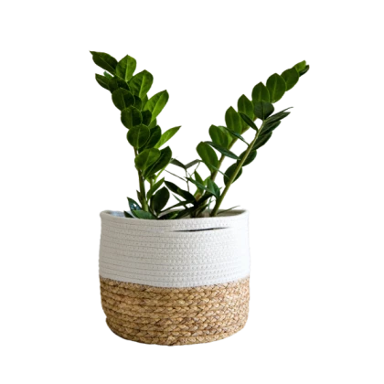 modern gwb decal 20 plant