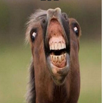 Funny-horse