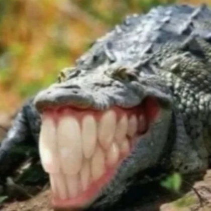 Crocodile With Human Teeth!!!