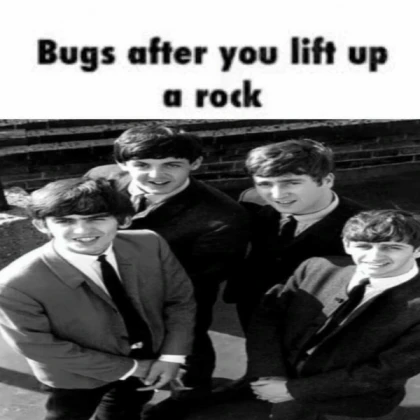 beatles as beetles