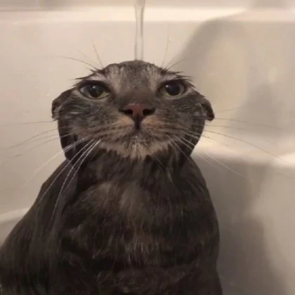 wet cat