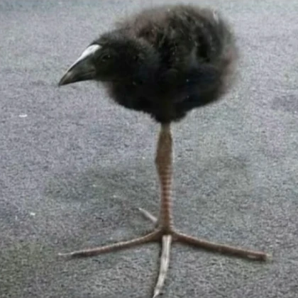 leg burd