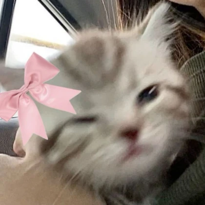 pink bow kitten