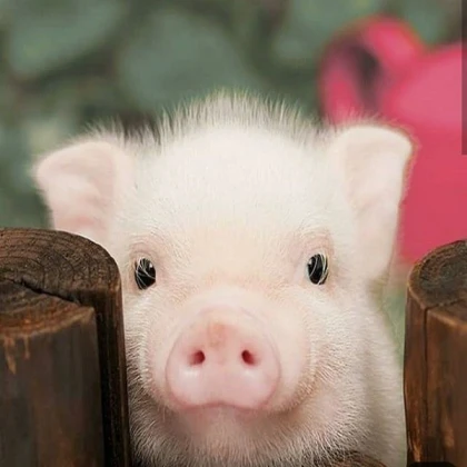 pig