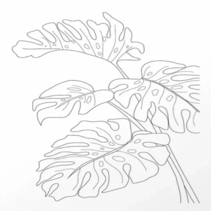 [SUMMER] line monastera