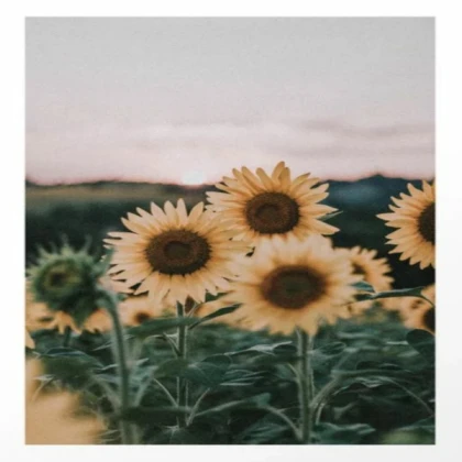 [SUMMER] sunflower2
