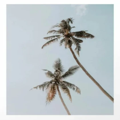 [SUMMER] palm tree