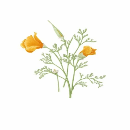 [SUMMER] plant w flowers