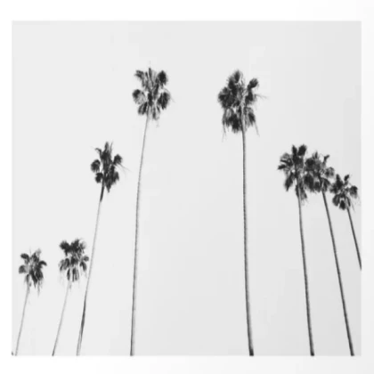 (BLACK AND WHITE) Black & White Palms