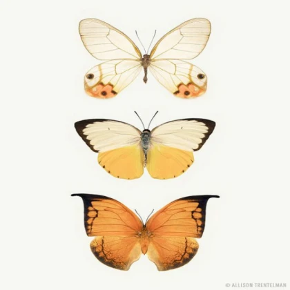 SUMMER Orange And Yellow Butterflies