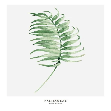 [MINIMALIST] palmaceae