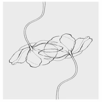 [MINIMALIST] flowers