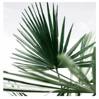 [MINIMALIST] tropical palm no2