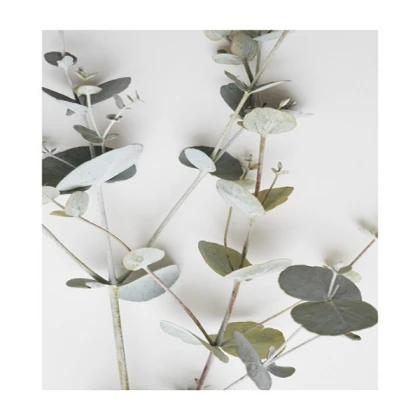 [MINIMALIST] eucalyptus no2