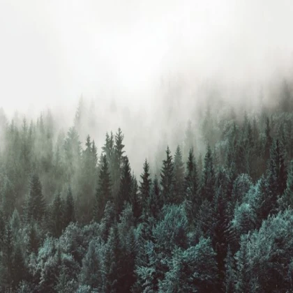 [MINIMALIST] green forest