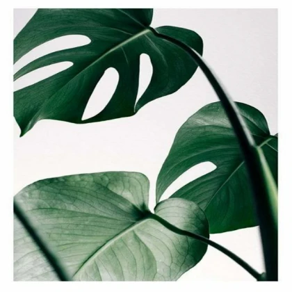 [MINIMALIST] monstera