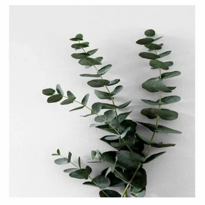 [MINIMALIST] eucalyptus