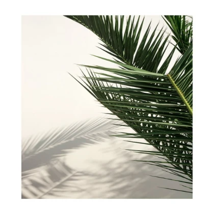 [MINIMALIST] palm shadow