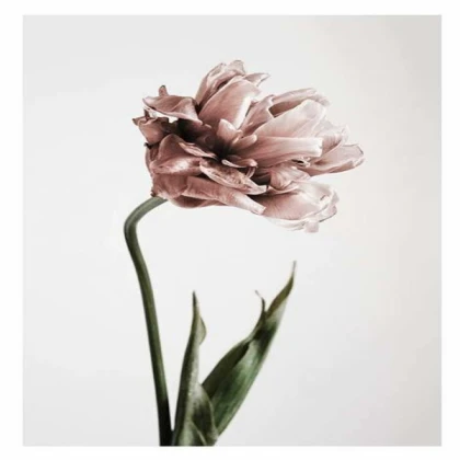 [MINIMALIST] pink tulipe