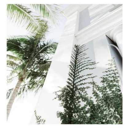 [MINIMALIST] climbing plant