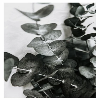 [MINIMALIST] eucalyptus pair