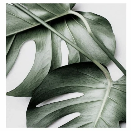[MINIMALIST] monstera pair