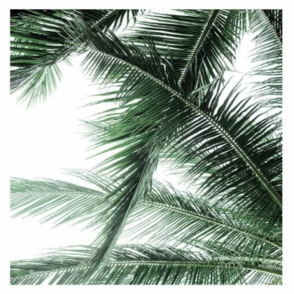 [MINIMALIST] palm fronds