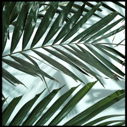 [MINIMALIST] palm leaves