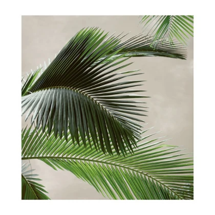 [MINIMALIST] tropical palm