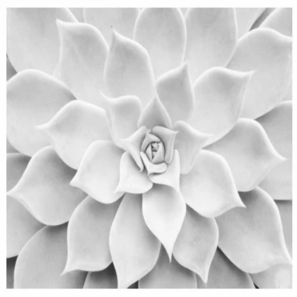 [MINIMALIST] white succulent