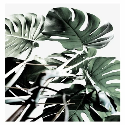 [MINIMALIST] monstera cluster