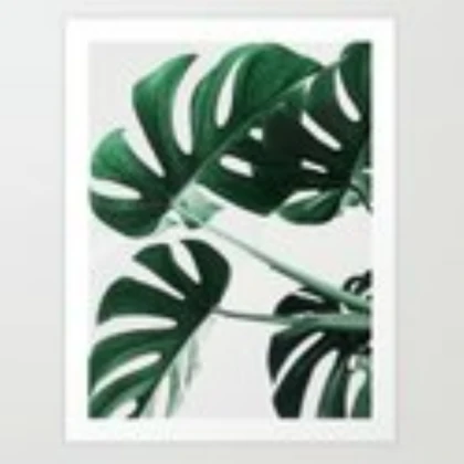 Palm Tree Leaves