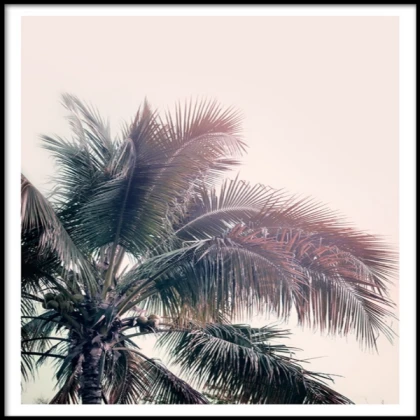 Palm tree