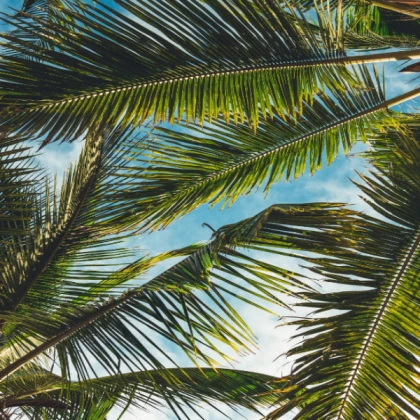 summer palm leaves