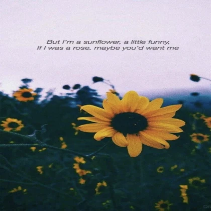 aesthetic sunflower quote