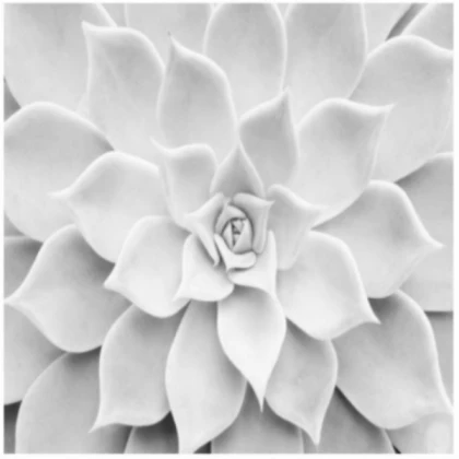 [BLACK&WHITE] White Succulent