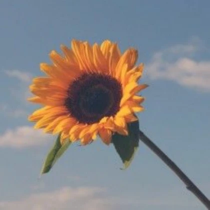 Sunflower with Blue Sky Background
