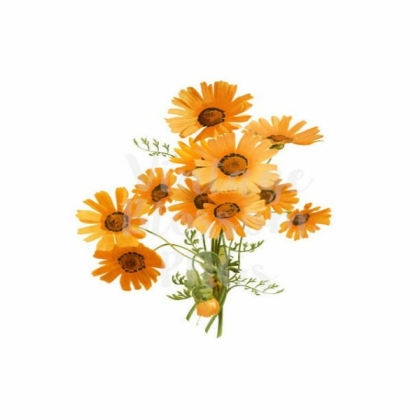 sunflower illustration