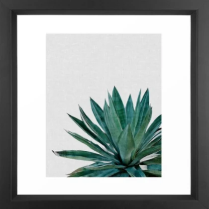 black framed large succulent
