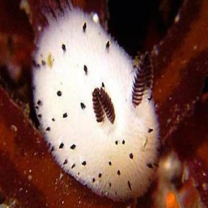 Sea Bunny