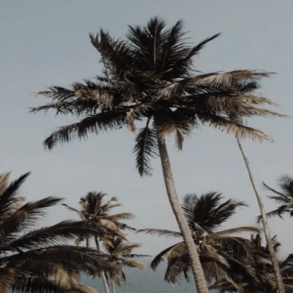 vintage palm tree aesthetic
