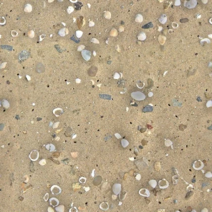 Sandy Floor With Sea Shells