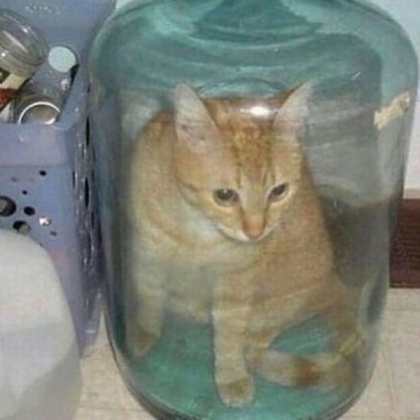 cat trapped in a jar