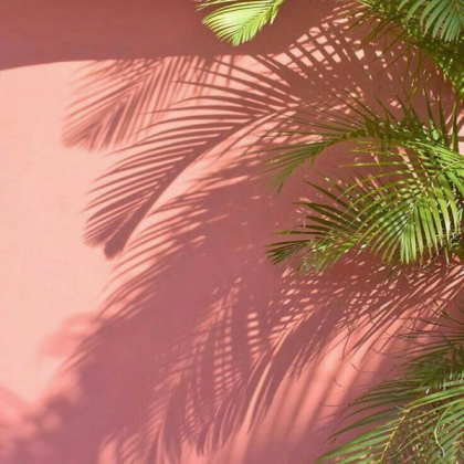 light pink palm