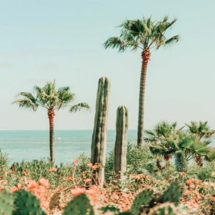 palm trees in summer