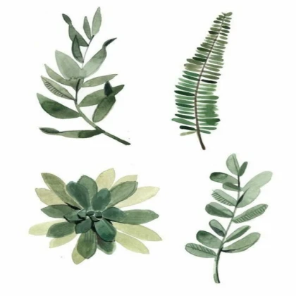 succulent leaves