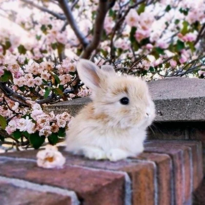 Tiny bunny!