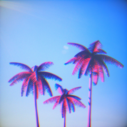 palm trees