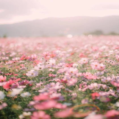 Pink Flower Field